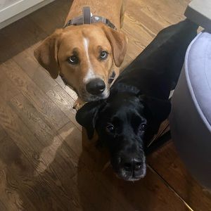 Meet your Posher, Evalina